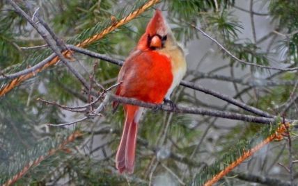 В США орнитолог заметил редкую птицу с признаками обоих полов