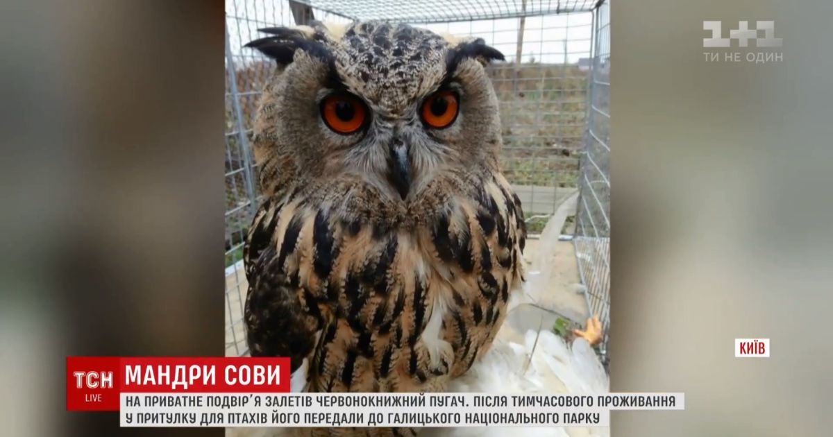 Пригоди червонокнижної сови: знайденого під Києвом пугача прихистили в Галичині