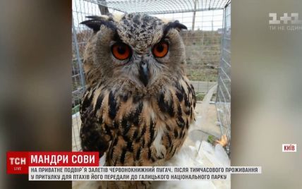 Приключения краснокнижной совы: найденного под Киевом филина приютили в Галичине