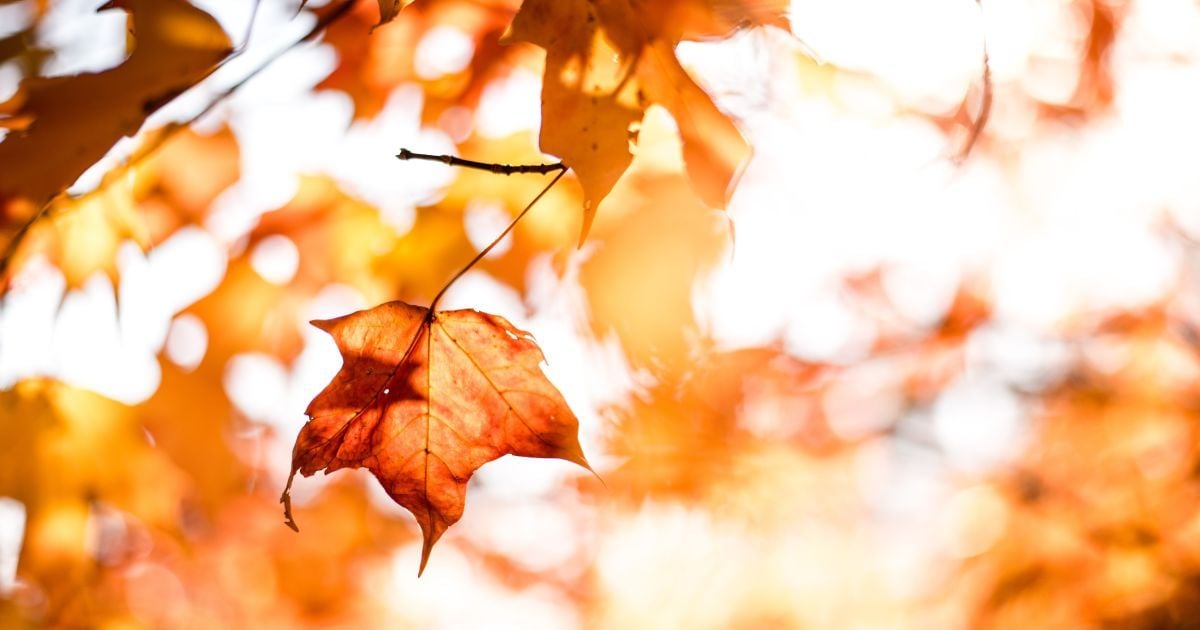 9 вересня: цікаві звичаї, обряди та народний прогностик