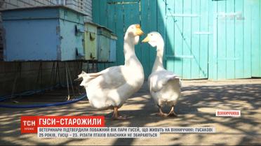 25-летний гусь живет со своей 23-летней подружкой в Винницкой области