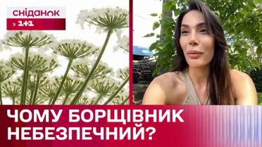 Нарвала ядовитого борщевика, и уже на следующий день пожалела об этом! Чем опасно растение?