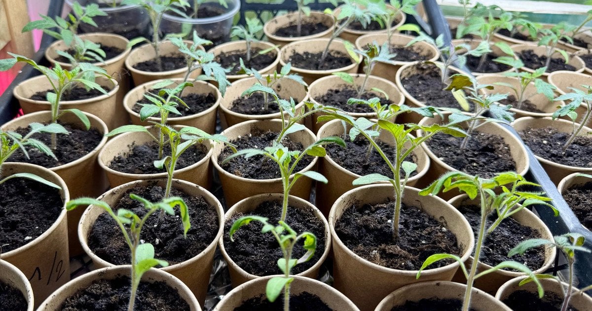 Рассада помидоров