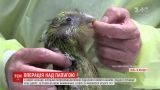 У Новій Зеландії вперше у світі прооперували мозок рідкісного папуги какапо