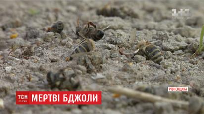 Селяне обвиняют агрофирму, которая кропила поля, в гибели пчел и плохом самочувствии детей