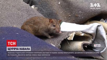 Новини України: середмістя Одеси атакували щури