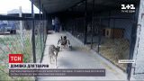 Новости Украины: супруги из Николаевской области спасает животных от человеческой жестокости