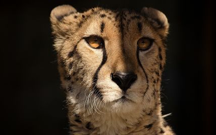 В Африке предлагают охотникам по скидкам убивать леопардов и слонов