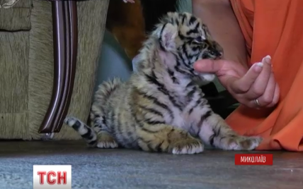 В Николаеве маленького тигренка из зоопарка выкармливает собака