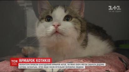 В столице волонтеры устроили кото-ярмарку