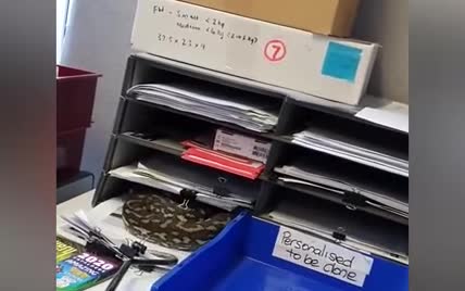 В Австралии работников офиса потрясла полутораметровая змея между документами