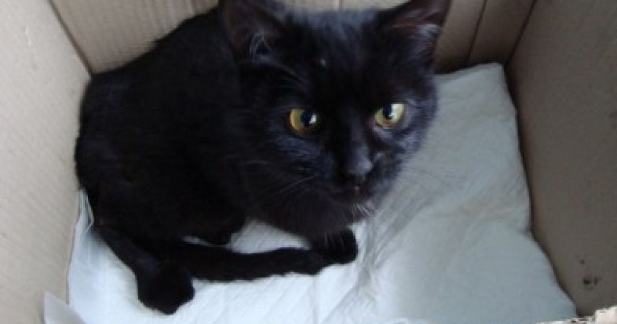 Кошку пришлось усыпить.