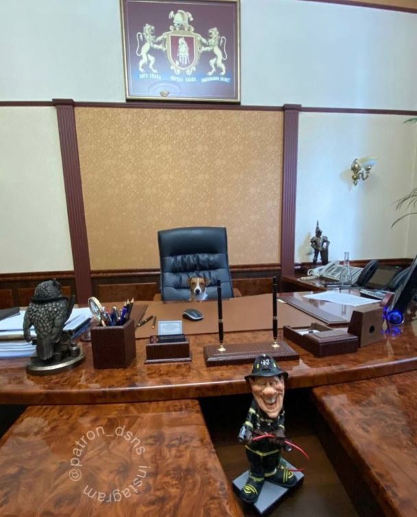 Пес Патрон / © Instagram пса Патрона