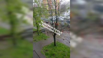 Непогода в Киеве: поваленные деревья и подтопленные улицы