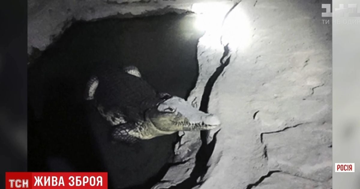 У Росії слідчі під час обшуку в підозрілому підвалі замість зброї натрапили на крокодила