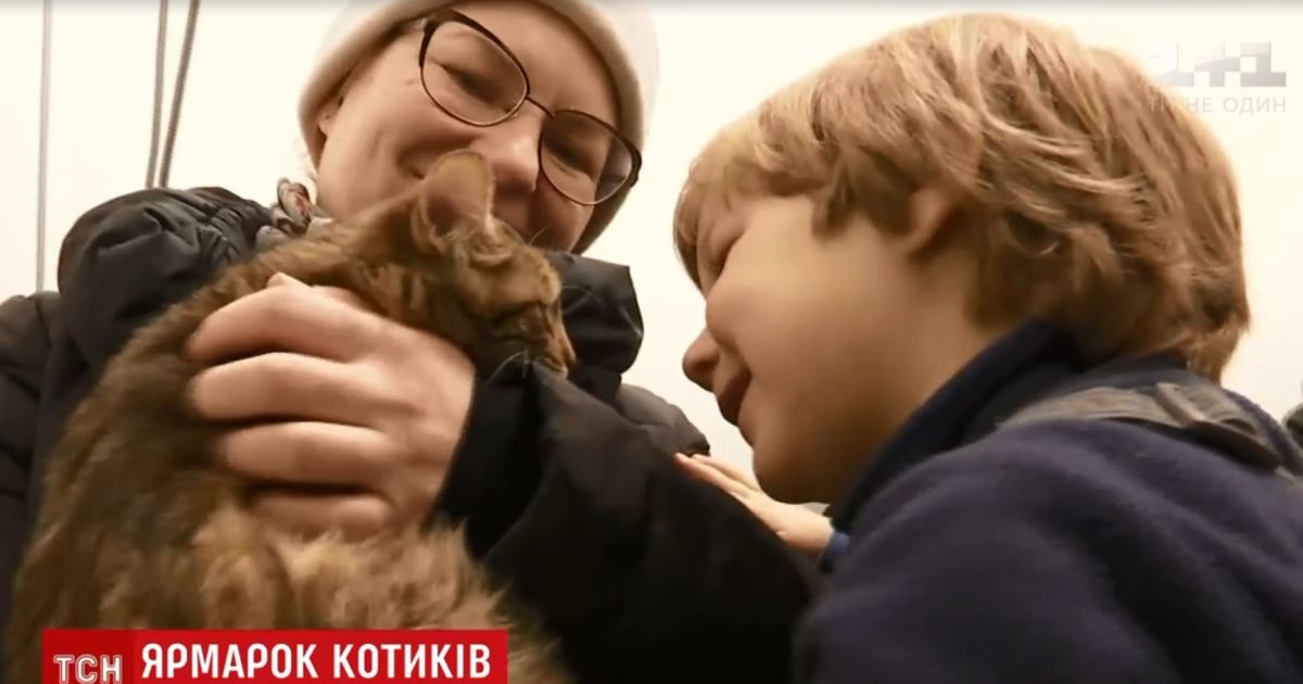 У Києві відбувся ярмарок безкоштовних котів