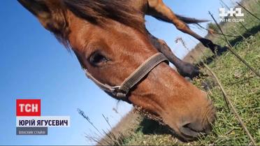 Жили з людьми та заходили в хату на Різдво: який він - генетичний код коней з Полісся
