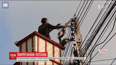 В Таиланде спасатели более 2 часов пытались снять 3-метрового питона с линии электропередач