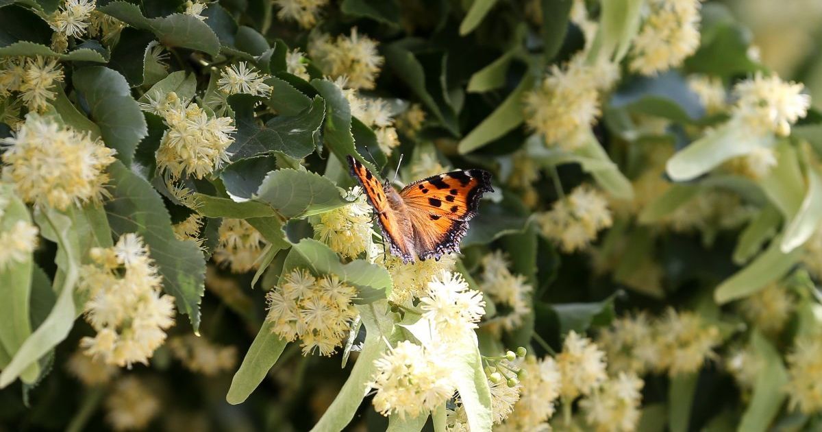 Новий тиждень у більшості регіонів України розпочнеться без дощів. Прогноз на 18 червня