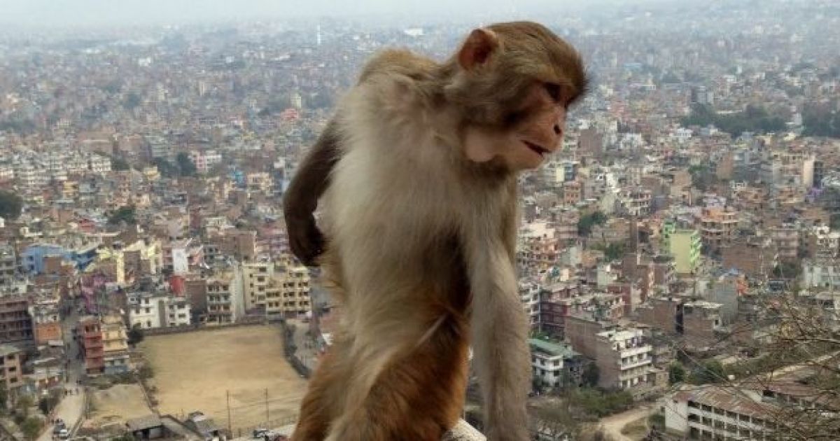 Студентка из США нашла в Непале наиболее фотогеничную обезьянку в мире