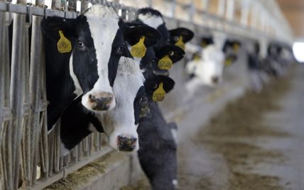 Ученые отредактировали ДНК коров и вывели здоровых животных-мутантов без рогов