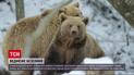 Ведмеді не можуть впасти у зимову сплячку! Чим небезпечне таке безсоння?