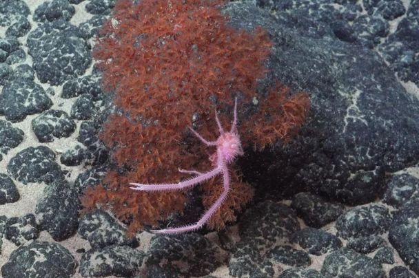 Найдено 20 новых видов морских существ / Фото: ROV SuBastian/Schmidt Ocean Institute