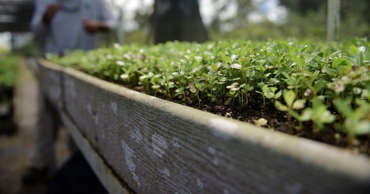 Коли та як правильно сіяти, щоб не зіпсувати розсаду та мати ідеальні сходи