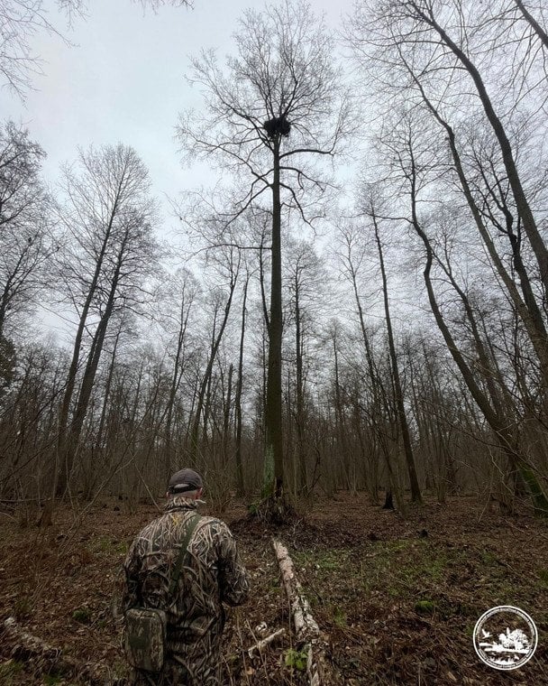 Гніздо рідкісних орланів-білохвостів  / © Чорнобильський радіаційно-екологічний біосферний заповідник