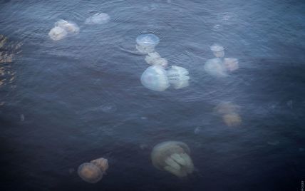"Идешь как по минному полю": блогер пожаловался на нашествие медуз в Бердянске (видео)