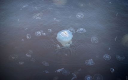 Нет конкурентов и врагов: ученые дали прогноз по медузам на следующий курортный сезон на Азовском море