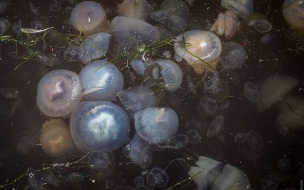 Шторм помог уменьшить количество медуз на побережье Азовского моря: других тоннами вывозят на свалку