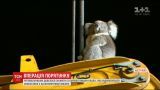 В Австралии спасатели снимали коалу с буровой вышки, которая не могла оттуда слезть