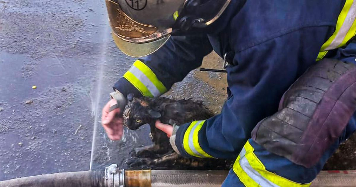 Котик надышался угарным газом и потерял сознание