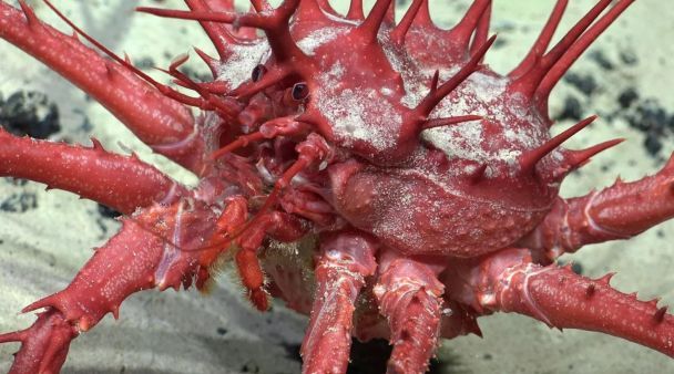 Найдено 20 новых видов морских существ / Фото: ROV SuBastian/Schmidt Ocean Institute