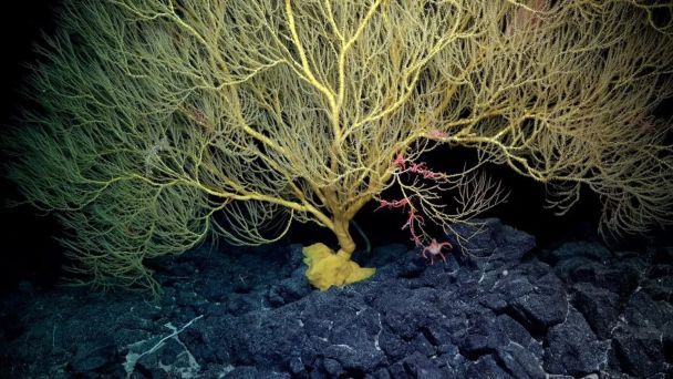Найдено 20 новых видов морских существ / Фото: ROV SuBastian/Schmidt Ocean Institute