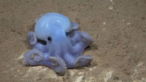 Каспер / Фото: ROV SuBastian/Schmidt Ocean Institute