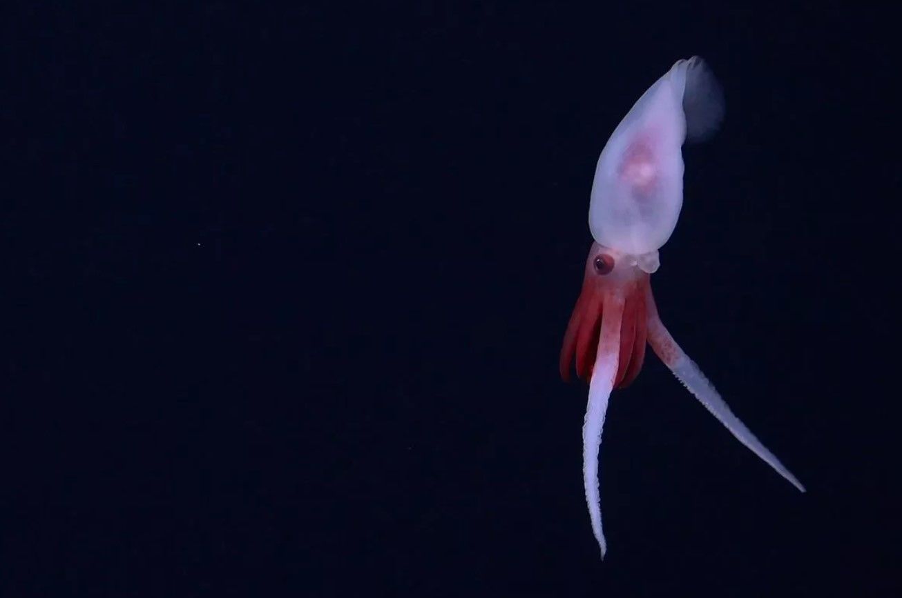 Знайдено 20 нових видів морських істот / Фото: ROV SuBastian / Schmidt Ocean Institute / © 