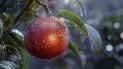 Які яблуні плодоносять щороку