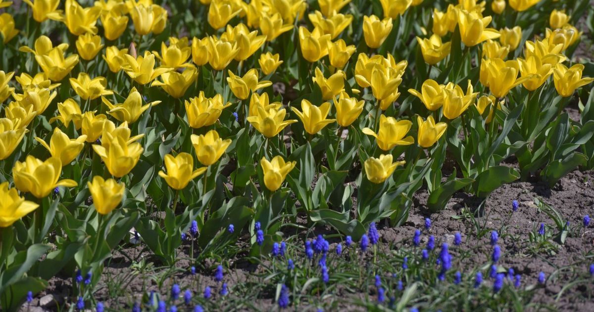 Якою буде погода в неділю: прогноз на 12 квітня