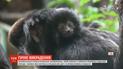 Со зверинца в штате Флорида злоумышленник забрал редкую обезьянку