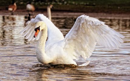 На Темзе начался ежегодный перерасчет королевских лебедей: зачем он нужен