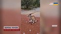 Кенгуру в шоке! Австралию накрыл мощный снегопад