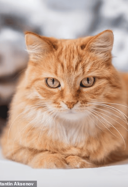 Котик