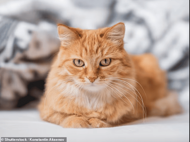 Жінці виписали шалений штраф за прогулянку кота у сусідському саду