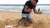 Комик Джексон О`Догерти поделился видео, как кенгуру может быть домашним любимцем