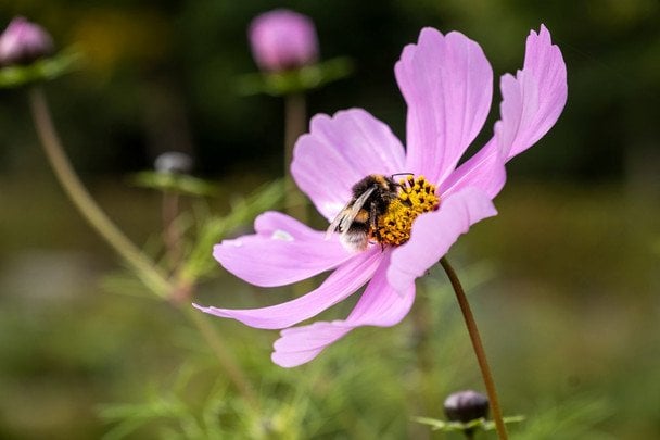 Народні прикмети 20 липня / © pexels.com