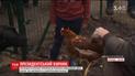 В Елисейском дворце установили курятник