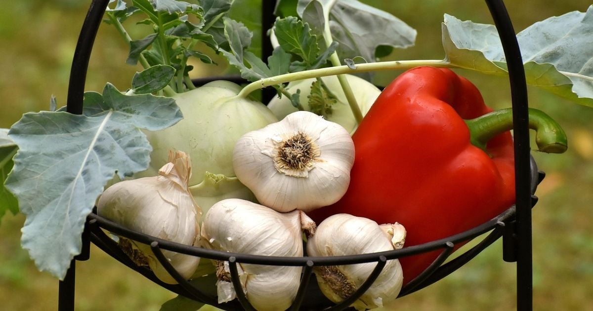 Україна забезпечує себе лише 30% часником