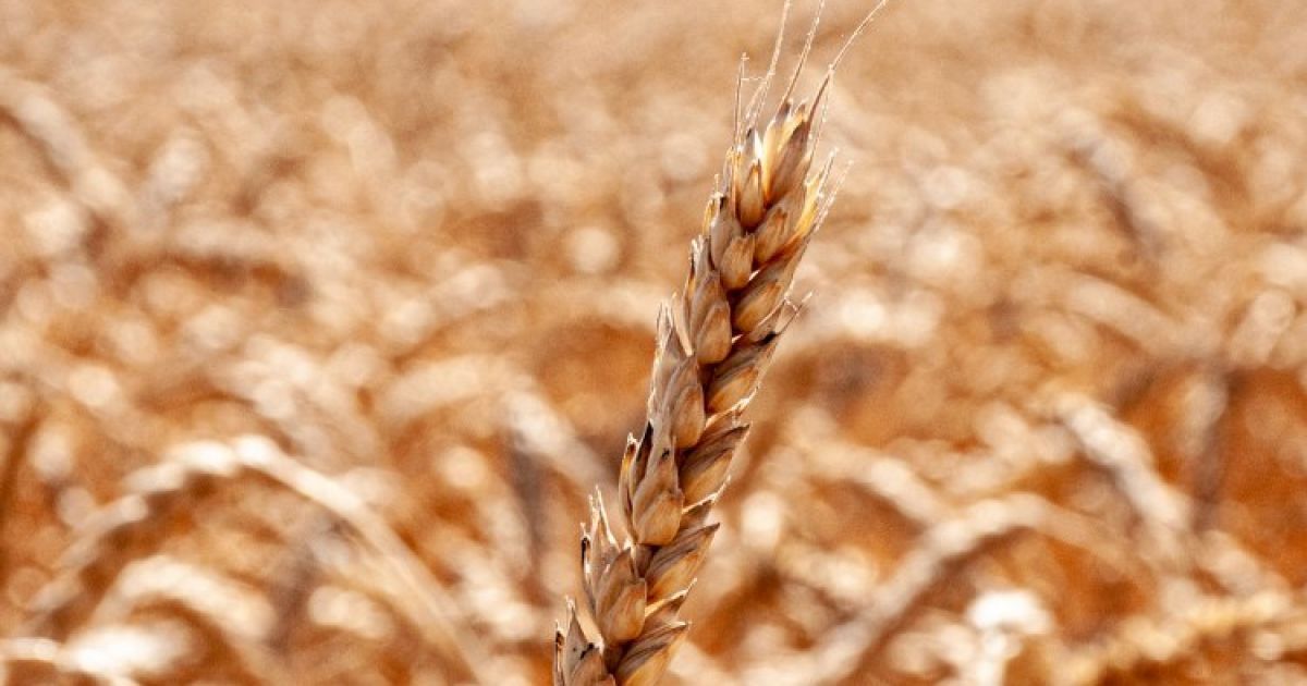 З порту України виходить перше судно із зерном - Міноборони Туреччини